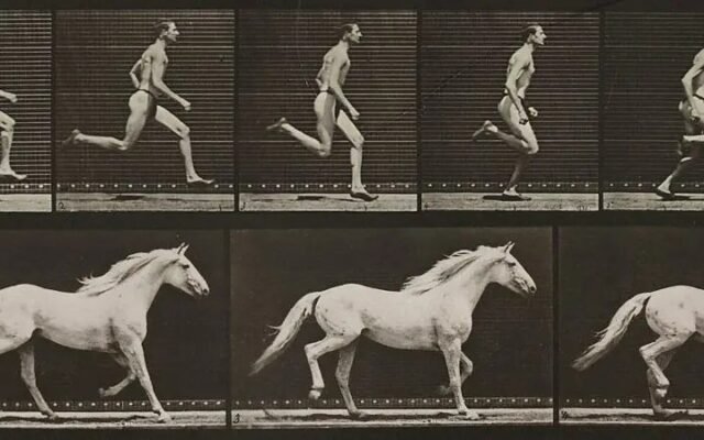 Quais animais um humano pode vencer numa corrida? Cientistas respondem